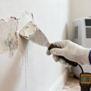 Professional Mold Remediation