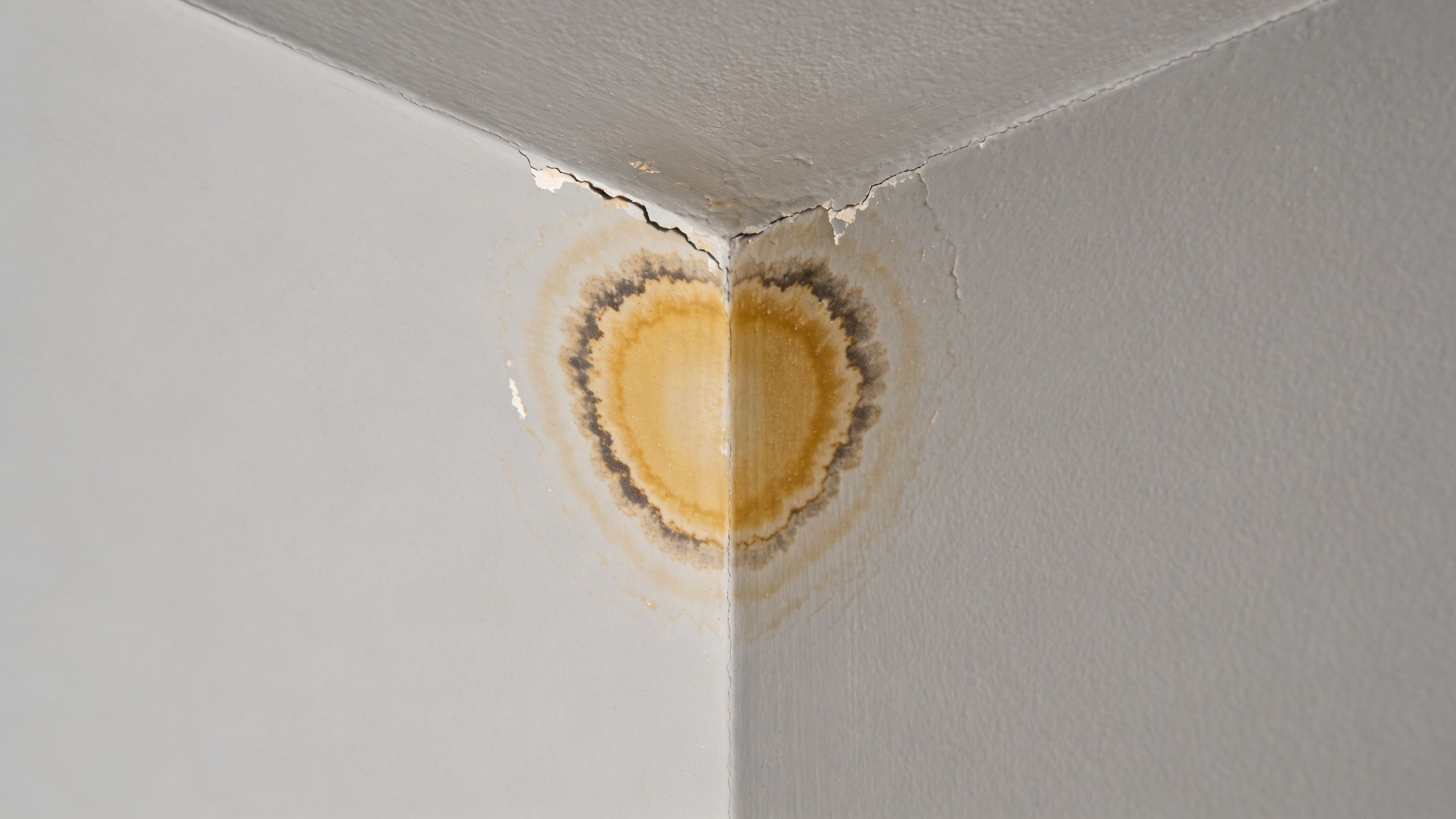 A close up view of water damage stains and peeling paint in the corner of a room wall
